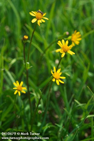 Alpine Meadow Butterweed