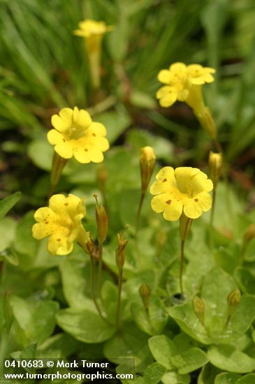 Primrose Monkey Flowers