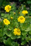 Primrose Monkey Flowers