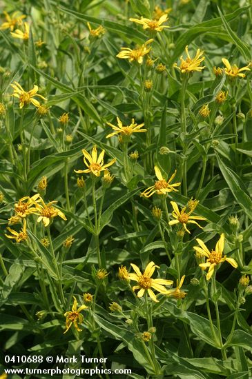 Seep-spring Arnica