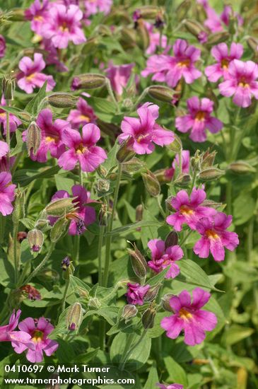Lewis's Monkey Flower