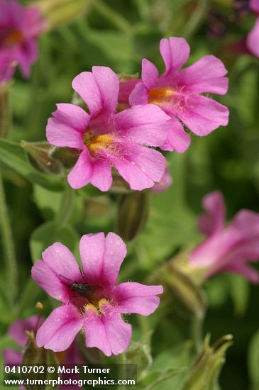 Lewis's Monkey Flower blossoms detail