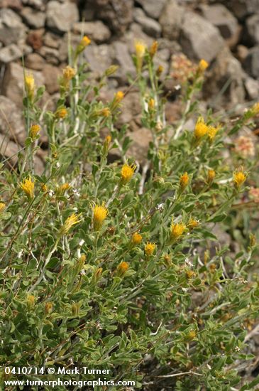 Discoid Goldenweed