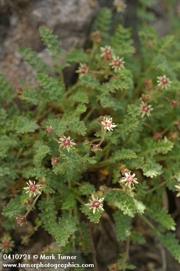 Owyhee Ivesia