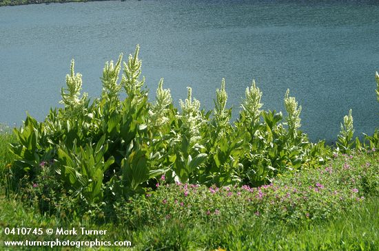 Lewis's Monkeyflower w/ California Corn Lilies above Wildhorse Lake