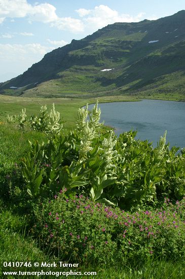 Lewis's Monkeyflower w/ California Corn Lilies above Wildhorse Lake