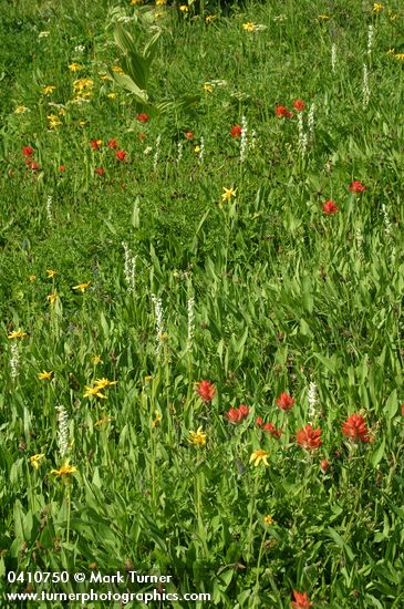 Indian Paintbrush, Broad-leaf Arnica, White Bog Orchids in wet meadow