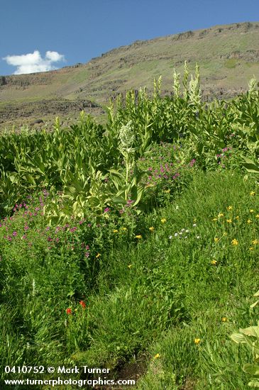 Lewis's Monkeyflower w/ California Corn Lilies in wet meadow under Steens Mtn summit
