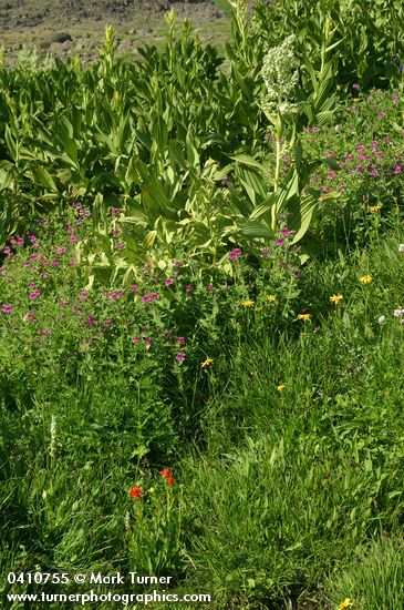 Lewis's Monkeyflower w/ California Corn Lilies in wet meadow