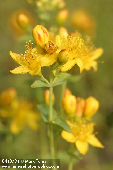 Western St. John's Wort blossoms