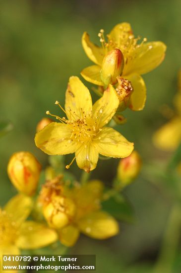 Western St. John's Wort blossoms