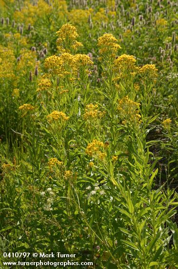 Tall Butterweed, backlit