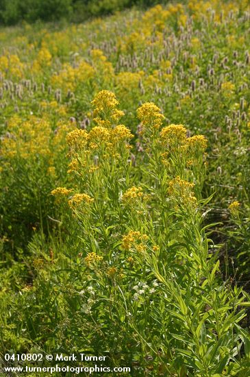 Tall Butterweed, backlit