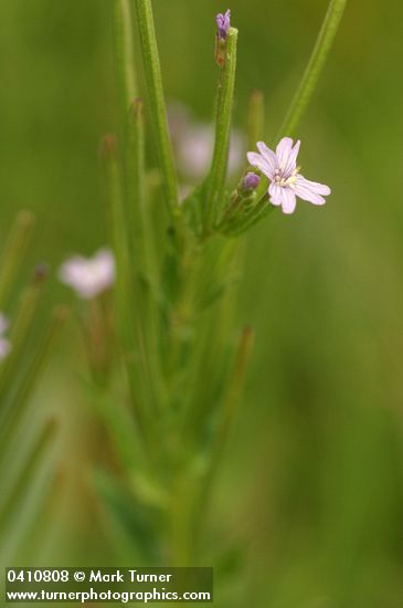 Common Willowherb blossoms & immature fruit detail