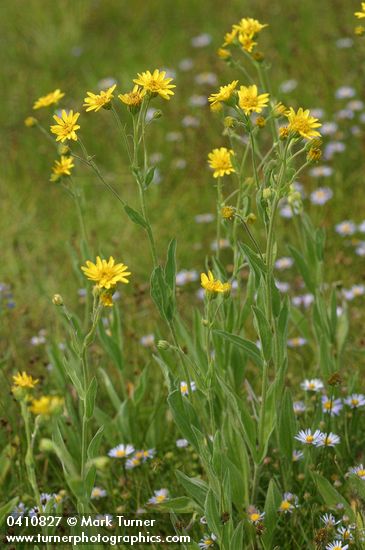 Meadow Arnica