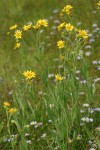 Meadow Arnica