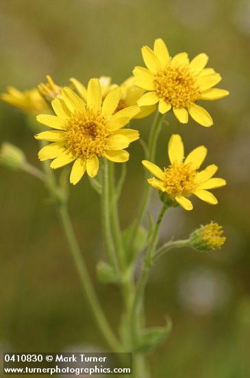 Meadow Arnica blossoms detail