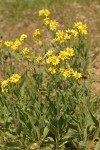 Meadow Arnica