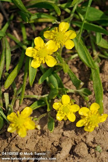 Creeping Buttercup blossoms & foliage detail