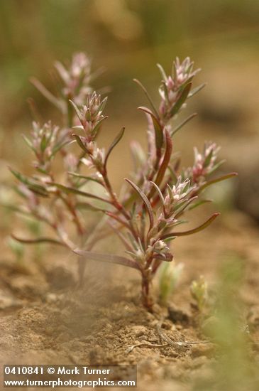 White-margined Knotweed