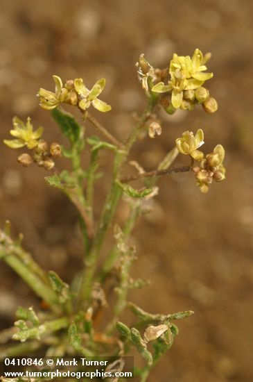 Western Yellowcress