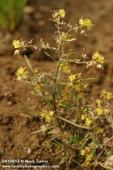 Western Yellowcress