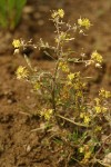 Western Yellowcress