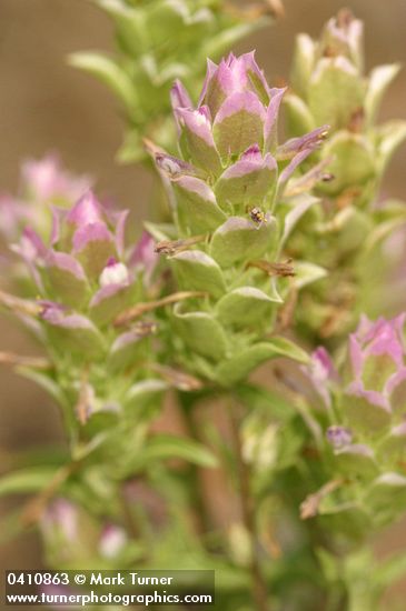Copeland's Owl Clover
