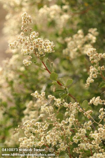 Oceanspray blossoms & foliage
