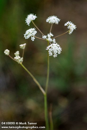 Gairdner's Yampah blossoms detail