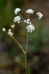 Gairdner's Yampah blossoms detail