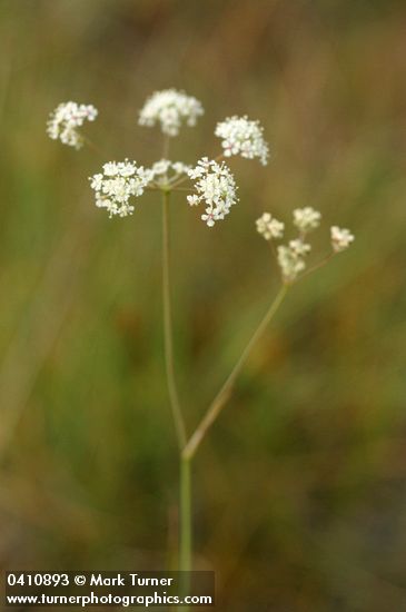 Gairdner's Yampah blossoms detail