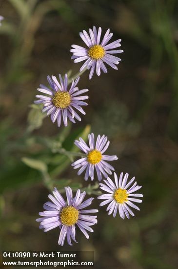 Foothill Daisy blossoms
