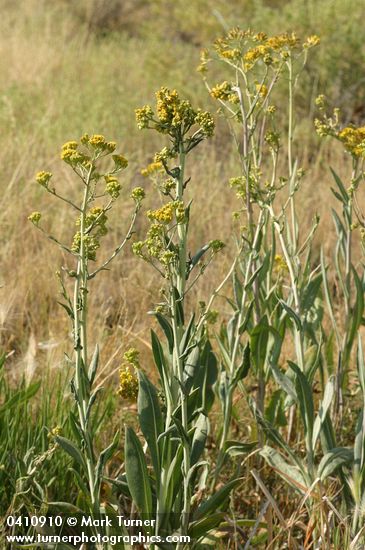 Great Swamp Groundsel