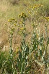 Great Swamp Groundsel