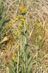 Great Swamp Groundsel