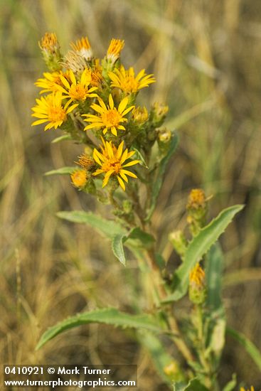Lance-leaved Goldenweed blossoms & foliage