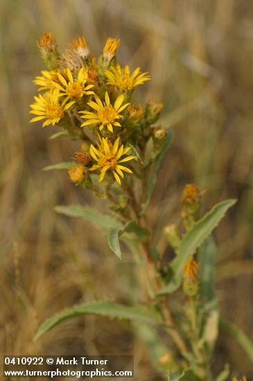 Lance-leaved Goldenweed blossoms & foliage