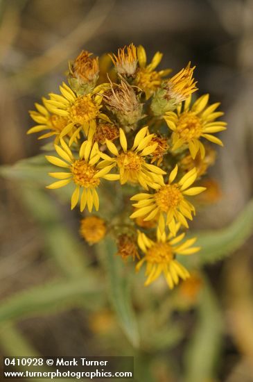 Lance-leaved Goldenweed blossoms detail