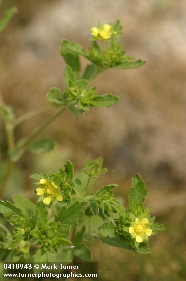 Riverbank Cinquefoil