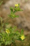 Riverbank Cinquefoil