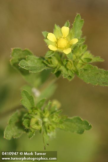 Riverbank Cinquefoil blossom & foliage detail