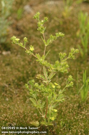 Riverbank Cinquefoil