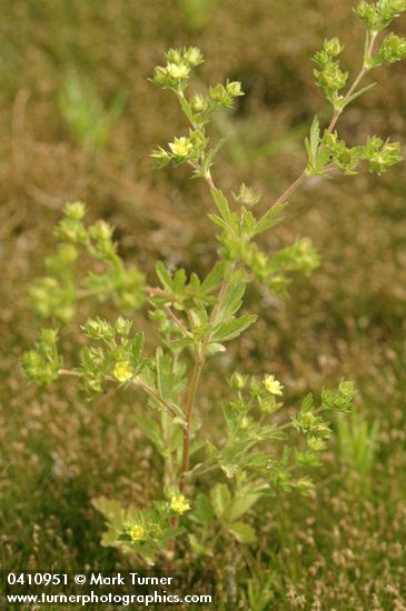 Riverbank Cinquefoil
