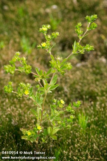 Riverbank Cinquefoil