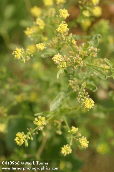 Blunt-leaved Yellowcress blossoms & foliage