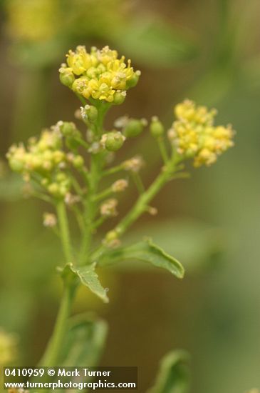 Blunt-leaved Yellowcress blossoms detail