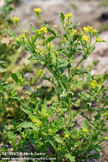 Blunt-leaved Yellowcress