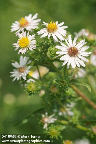 Eaton's Aster blossoms & foliage 