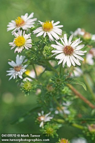 Eaton's Aster blossoms & foliage 
